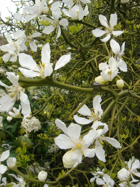 Poncirus trifoliata P2D P29